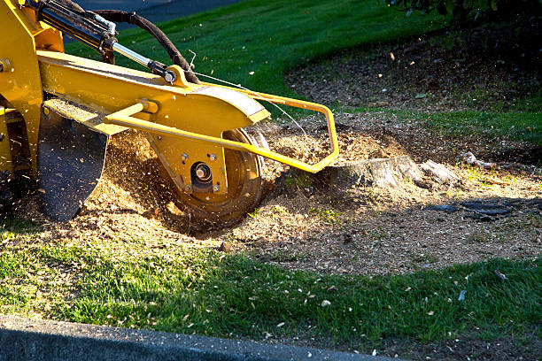 Best Tree Fertilization Services  in Silver Summit, UT